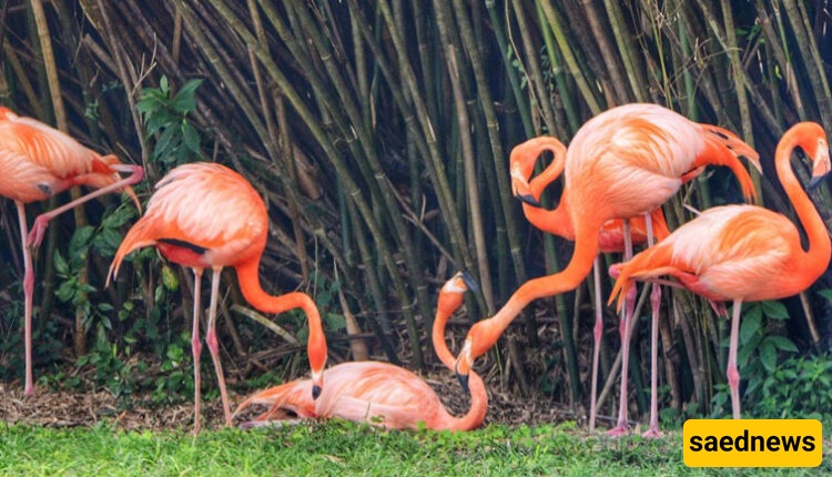 Kish Bird Park