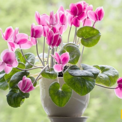 How to Grow and Care for Persian Cyclamen (Cyclamen persicum): From Planting to Blooming