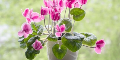 How to Grow and Care for Persian Cyclamen (Cyclamen persicum): From Planting to Blooming