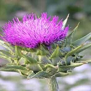 What Is the Interpretation Of Seeing A Plant Thorn (spike) In A Dream? / Interpretation of a Plant Thorn Dream.