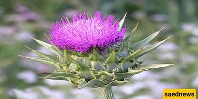 What Is the Interpretation Of Seeing A Plant Thorn (spike) In A Dream? / Interpretation of a Plant Thorn Dream.