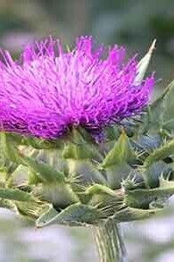 What Is the Interpretation Of Seeing A Plant Thorn (spike) In A Dream? / Interpretation of a Plant Thorn Dream.