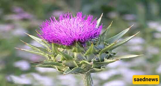 What Is the Interpretation Of Seeing A Plant Thorn (spike) In A Dream? / Interpretation of a Plant Thorn Dream.