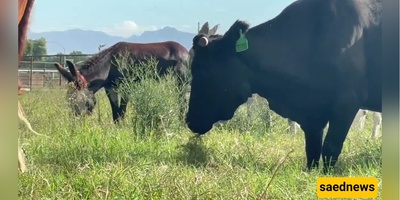 This Cow Escaped a Slaughterhouse — Her Viral Run Ended With a $2,500 Rescue and a Happy Ending!