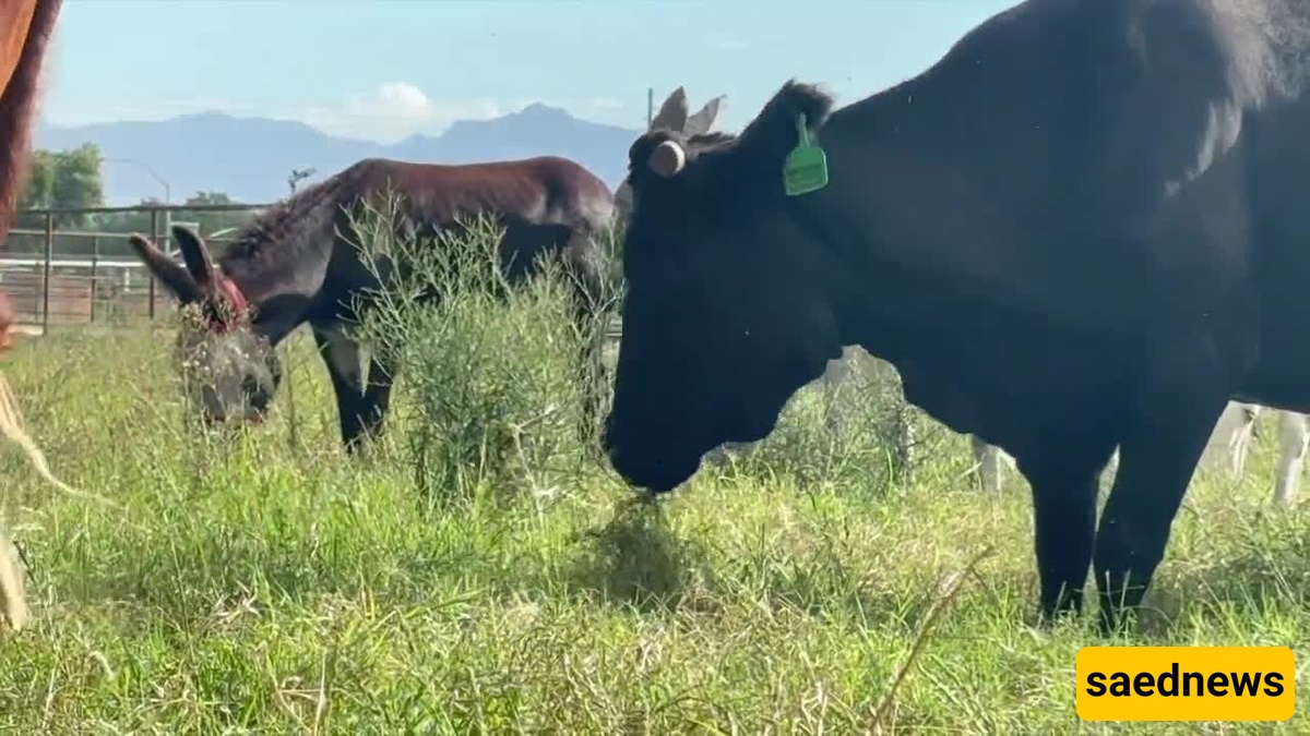 This Cow Escaped a Slaughterhouse — Her Viral Run Ended With a $2,500 Rescue and a Happy Ending!