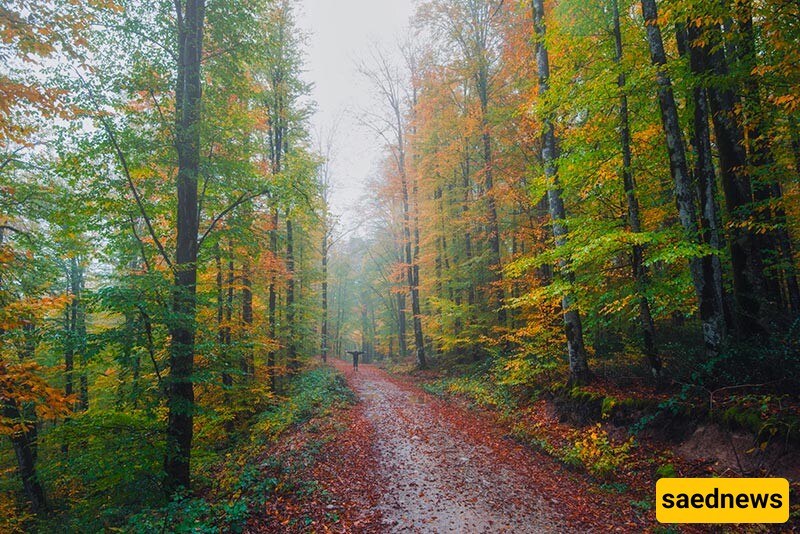 Caspian (Hyrcanian) Forest  