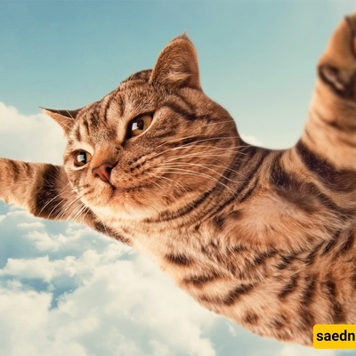 Video | A Gen Alpha Kid’s “Creative Mischief” to Make a Stray Cat Fly – Even Animal Cruelty Methods Are Getting More Modern!