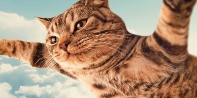 Video | A Gen Alpha Kid’s “Creative Mischief” to Make a Stray Cat Fly – Even Animal Cruelty Methods Are Getting More Modern!