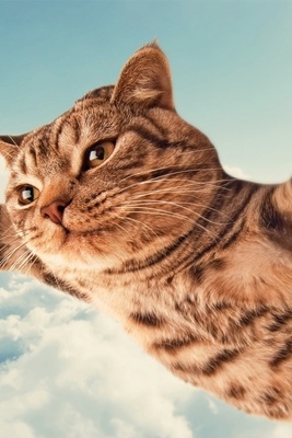 Video | A Gen Alpha Kid’s “Creative Mischief” to Make a Stray Cat Fly – Even Animal Cruelty Methods Are Getting More Modern!