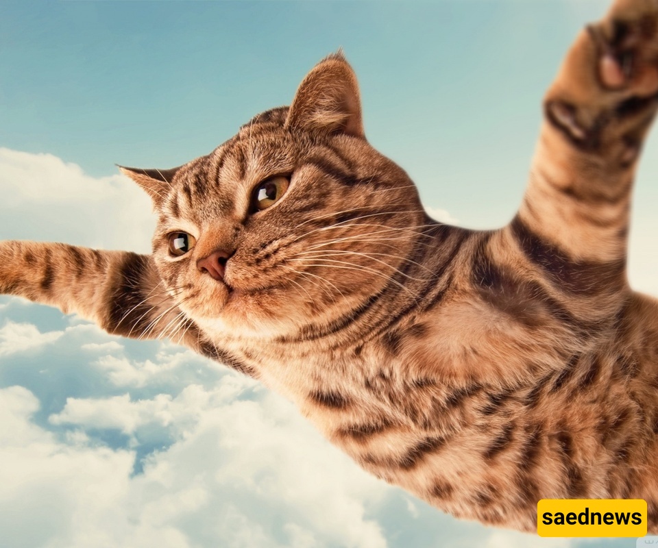 Video | A Gen Alpha Kid’s “Creative Mischief” to Make a Stray Cat Fly – Even Animal Cruelty Methods Are Getting More Modern!