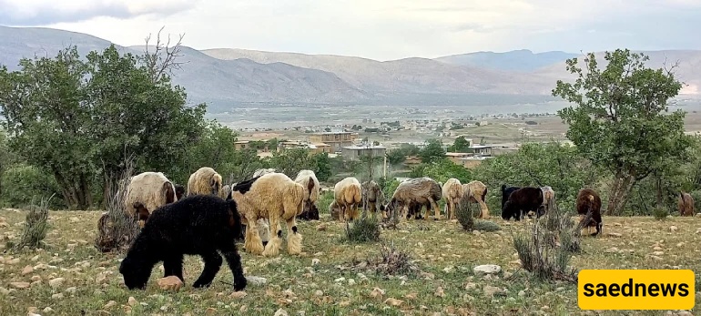 Shiraz Nature