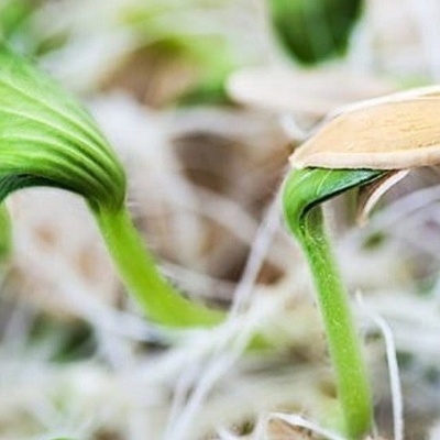 How to Grow Pumpkin Seed Sprouts for the Haft-Seen Table