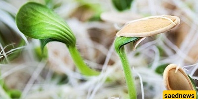 How to Grow Pumpkin Seed Sprouts for the Haft-Seen Table
