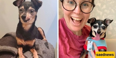 Bored At Work?🥱 These 10 Before-And-After Rescue Dog Pics Will Save Your Day!(Don't Miss It!)