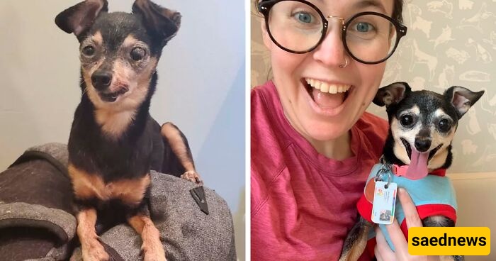 Bored At Work?🥱 These 10 Before-And-After Rescue Dog Pics Will Save Your Day!(Don't Miss It!)