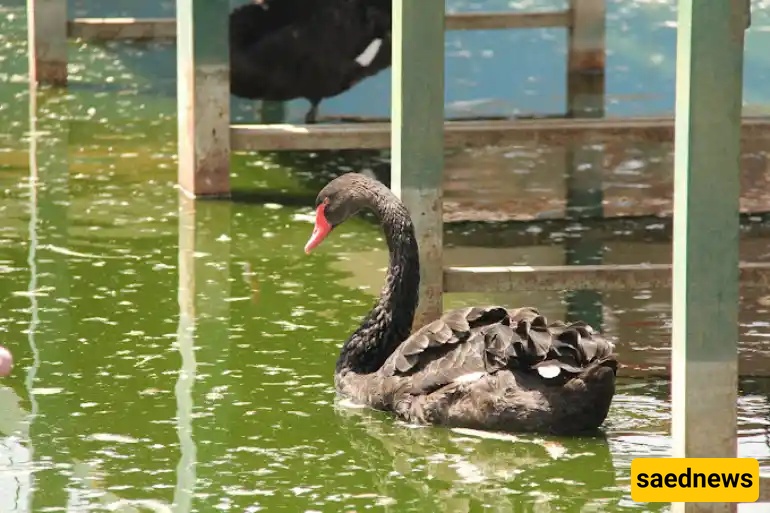  Mashhad Bird Garden