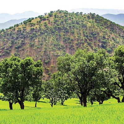 Spring Nature of Kurdestan: A Blooming Paradise in Iran
