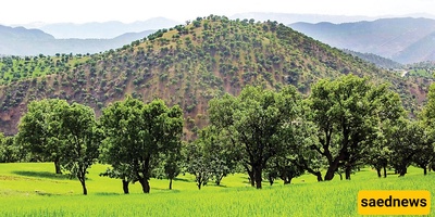 Spring Nature of Kurdestan: A Blooming Paradise in Iran