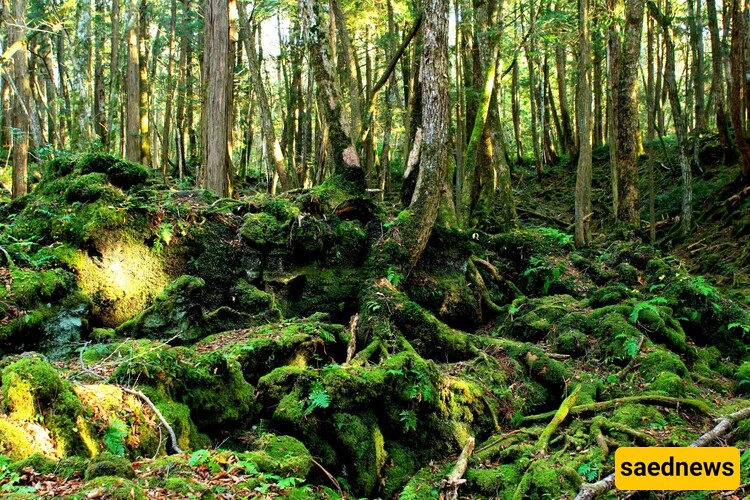 Aokigahara Forest