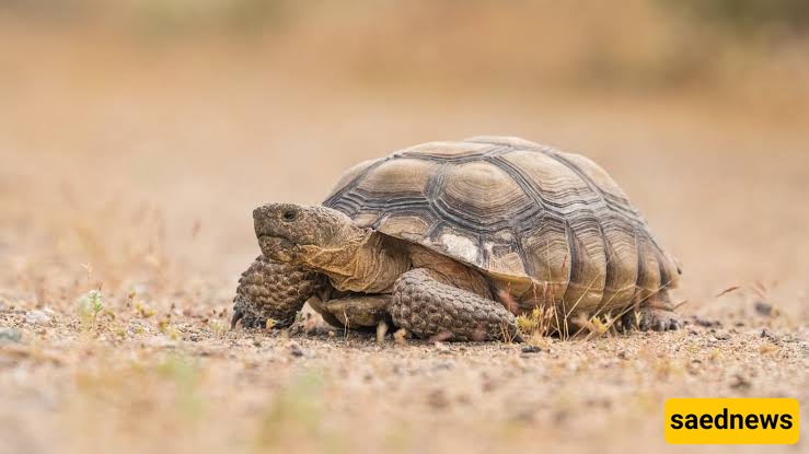  Desert Tortoise