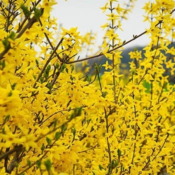 Growing and Caring for Yellow Jasmine: A Complete Guide