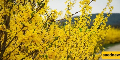 Growing and Caring for Yellow Jasmine: A Complete Guide