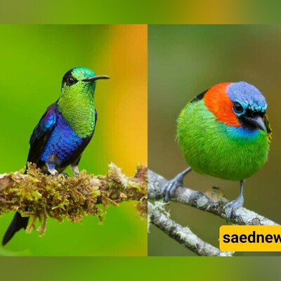 Discover the Top 10 Most Stunning Birds in the World: Nature's Colorful Creations!