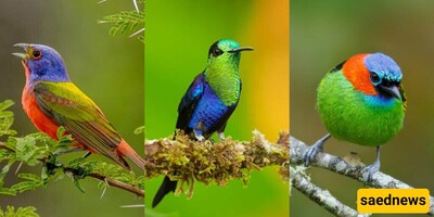 Discover the Top 10 Most Stunning Birds in the World: Nature's Colorful Creations!