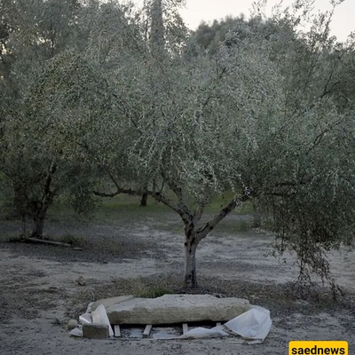A Treasure-Filled Tomb Discovered in an Olive Grove