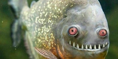 A Rare Fish That Challenged Everything Scientists Knew