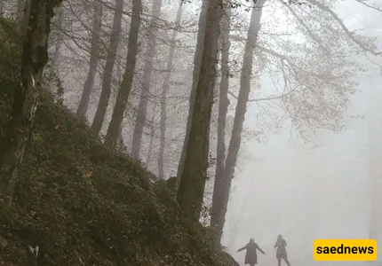 dalekhani forest