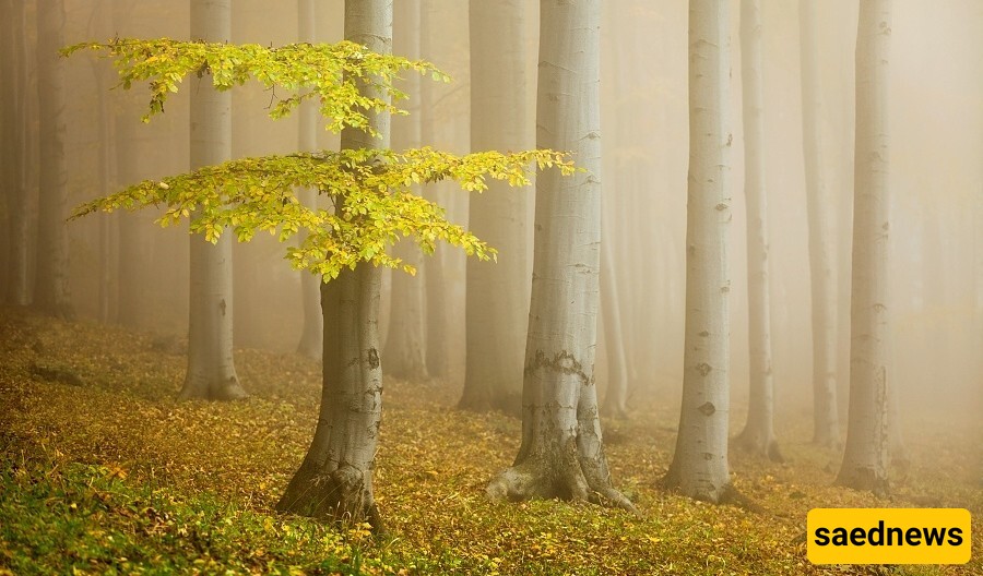 Trees stretch towards the sky, forming a natural tapestry.