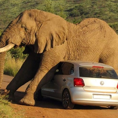 Video | The Deadly Moment a Wild Elephant Attacked a Car; It Crushed the Vehicle in One Move