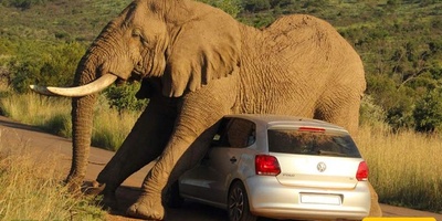 Video | The Deadly Moment a Wild Elephant Attacked a Car; It Crushed the Vehicle in One Move