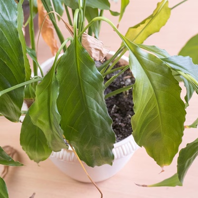3 Signs Your Houseplant Is Not Doing Well