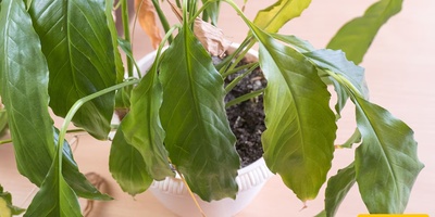 3 Signs Your Houseplant Is Not Doing Well