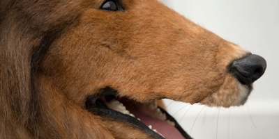 Man’s Dream of Becoming a Dog Comes True (Video)