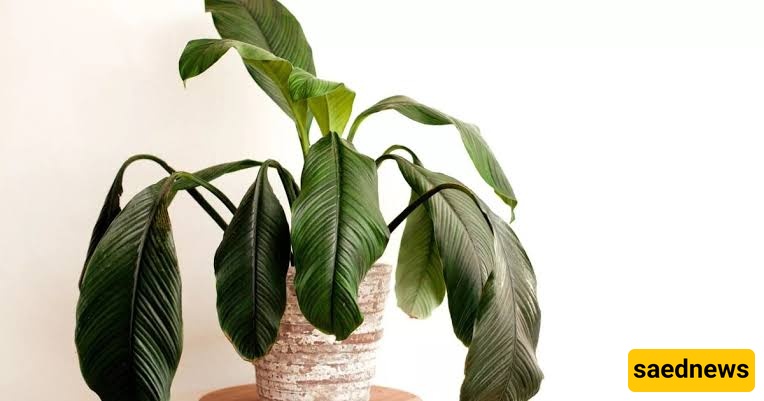 plant