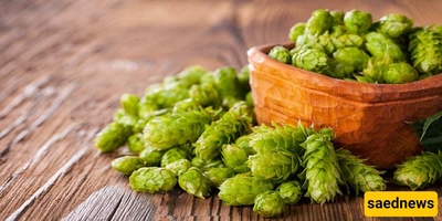 Properties and Side Effects of Hops