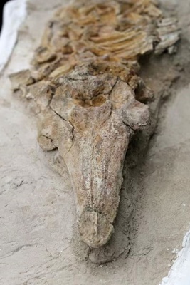 10-Million-Year-Old Strange Creature Discovered in a “Graveyard Desert” — Its Link to Dolphins or Crocodiles Remains Unclear