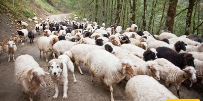 Experts Urge Protection of Taleshi Sheep as Strategic Asset for Iran’s Livestock Sector