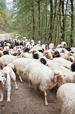 Experts Urge Protection of Taleshi Sheep as Strategic Asset for Iran’s Livestock Sector