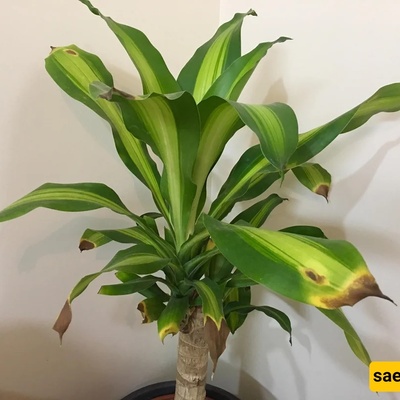Why Do Plant Leaf Tips Dry Out?