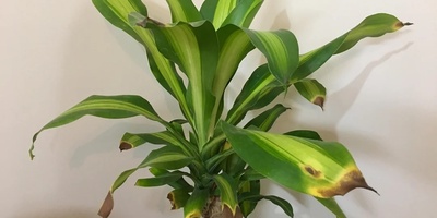 Why Do Plant Leaf Tips Dry Out?