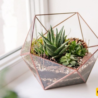 How to Arrange Cacti in a Terrarium with Style