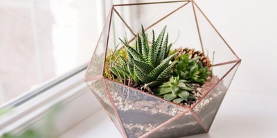 How to Arrange Cacti in a Terrarium with Style