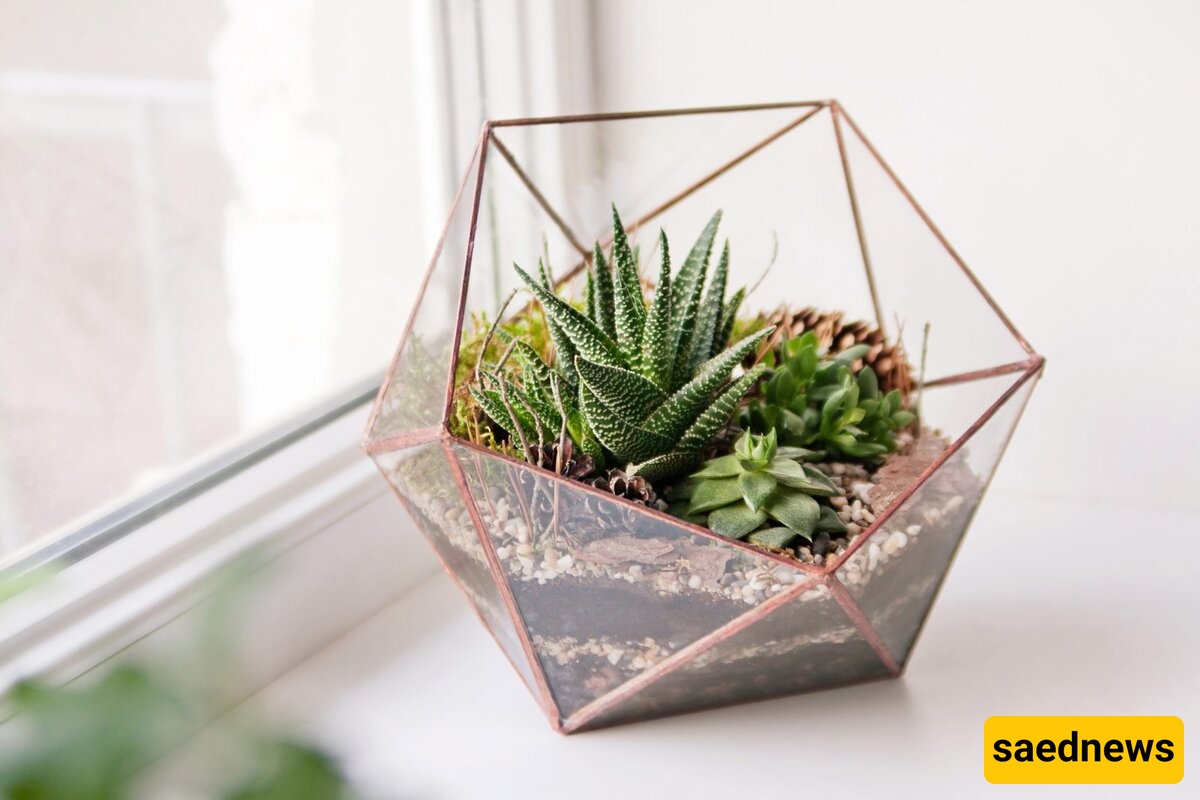 How to Arrange Cacti in a Terrarium with Style