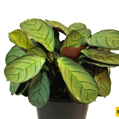 How to Grow and Care for Tenanante