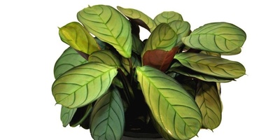 How to Grow and Care for Tenanante