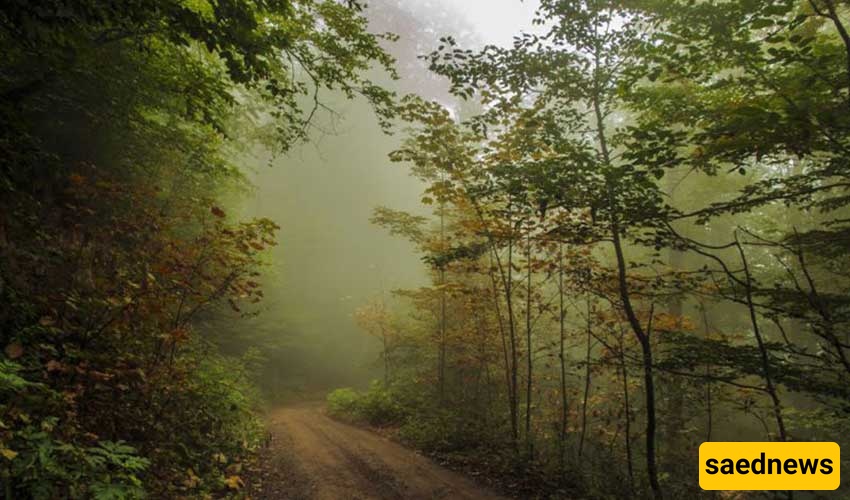 Hezar (Two Thousand) Forest
